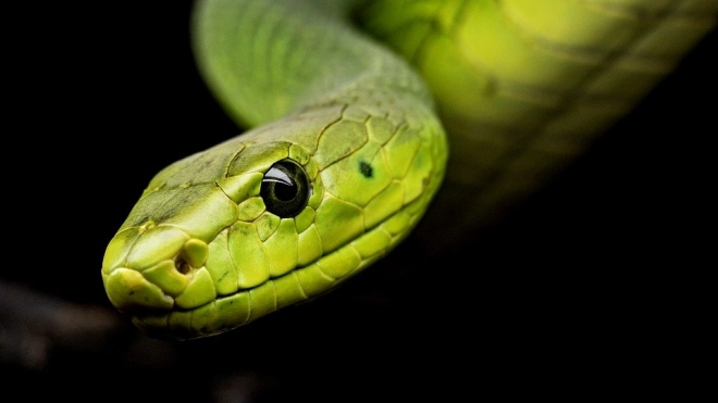 Змеиный яд в будущем может стать лекарством от коронавируса 