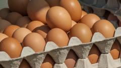 ФАС проверяет производителей мяса птицы и куриных яиц из-за роста цен 