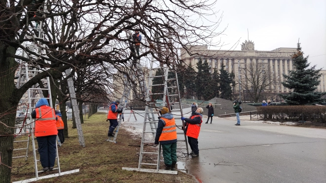 Петербургские садовники завершают формовочную обрезку деревьев на Московской площади