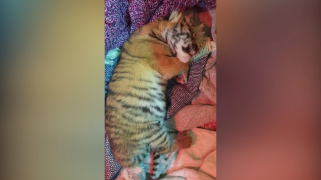 Новорожденному тигренку из цирка на Фонтанке ищут кормящую собаку