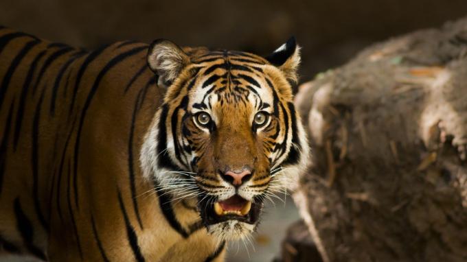 Жители Приморья собирались продать шкуру убитого амурского тигра иностранцу за 700 тысяч 