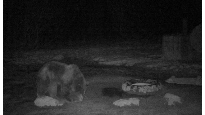 В Ленобласти фотоловушка "поймала" сонного медведя