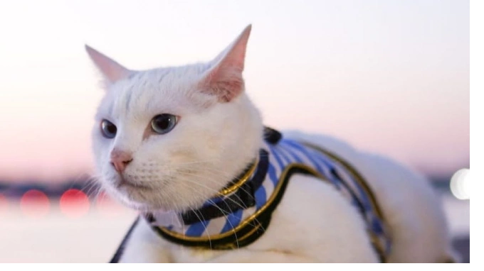 Эрмитажному коту Ахиллу предложили стать оракулом финала Лиги чемпионов-2022 в Петербурге