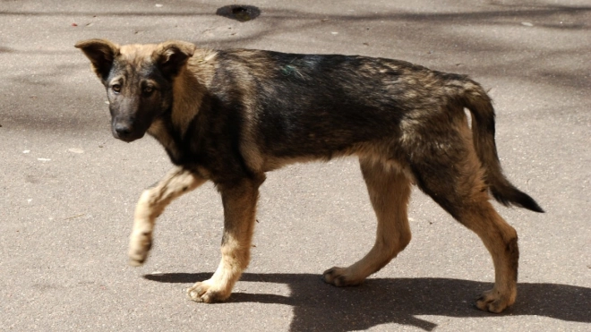 В Петергофе школьника покусала бездомная собака