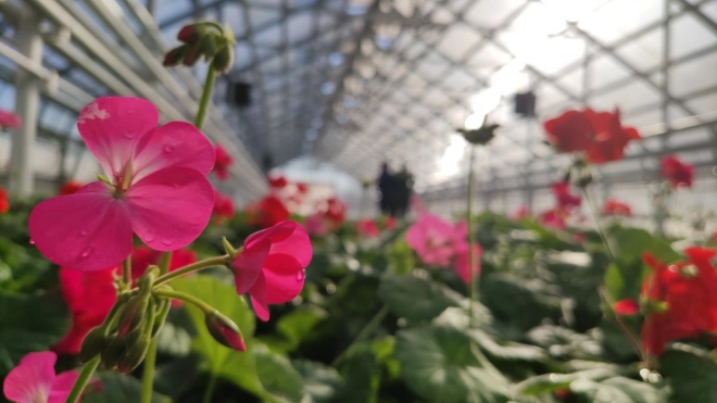 1,5 миллиона цветов в 2022 году вырастят в новой теплице в Петербурге