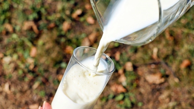 В Петербурге семь из десяти образцов пастеризованного молока не соответствуют ГОСТу