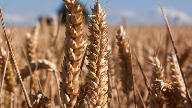 Coldiretti: мировые цены на зерно упали на 10%