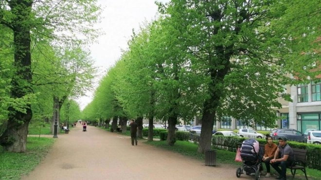 В 2021 году в Выборге проводится детальное обследование деревьев