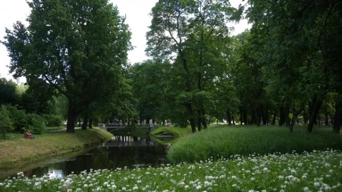 Сады и парки в Петербурге закрыли из-за сильного ветра