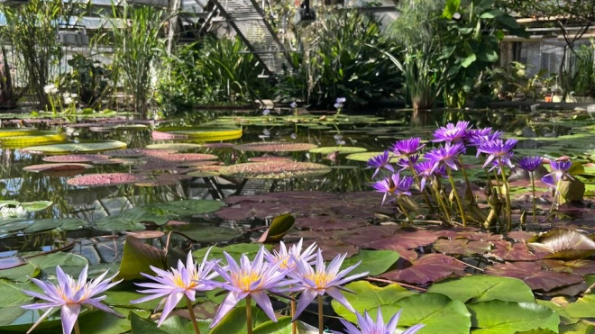 В Ботаническом саду Петра Великого  начала работать Водная оранжерея 