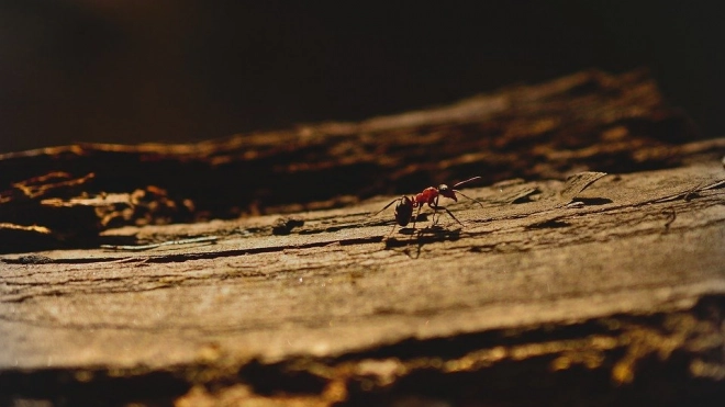 Стало известно, как муравьи строят свои дома 