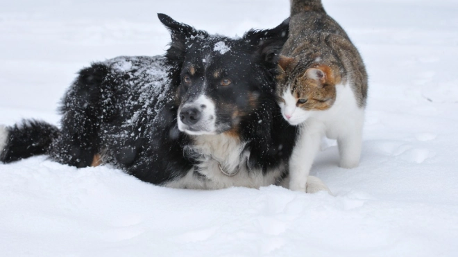 Ветеринар рассказала, зачем обрабатывать собак от блох зимой