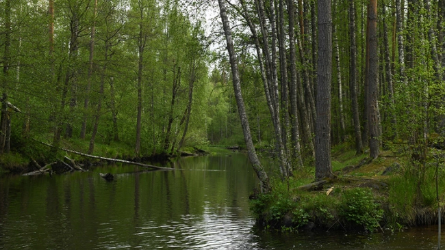 За год арендаторы лесов в Ленобласти заплатили в бюджет 3 млрд рублей