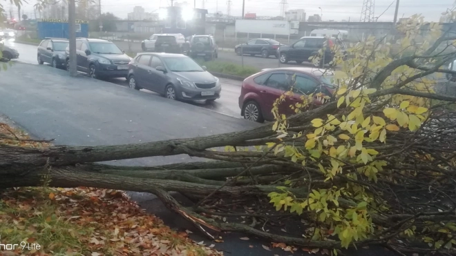 Около 40 деревьев повалило во время шторма в Петербурге