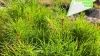 В Ленобласти за год высадили почти 10 тысяч гектаров ...