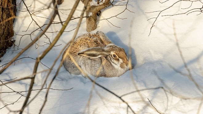 В Красногвардейском районе петербуржцы заметили краснокнижного зайца-русака