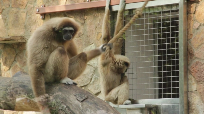 Обитатели Ленинградского зоопарка скучают по встречам с посетителями