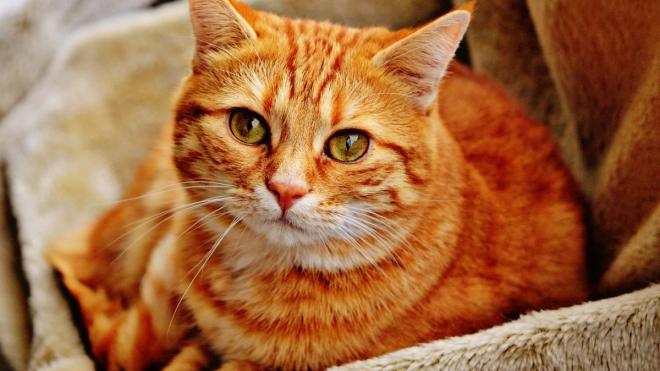Отряд петербургских волонтёров спас кошку из Белоруссии
