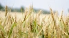 Россия испытывает проблемы с реализацией зерна на ...