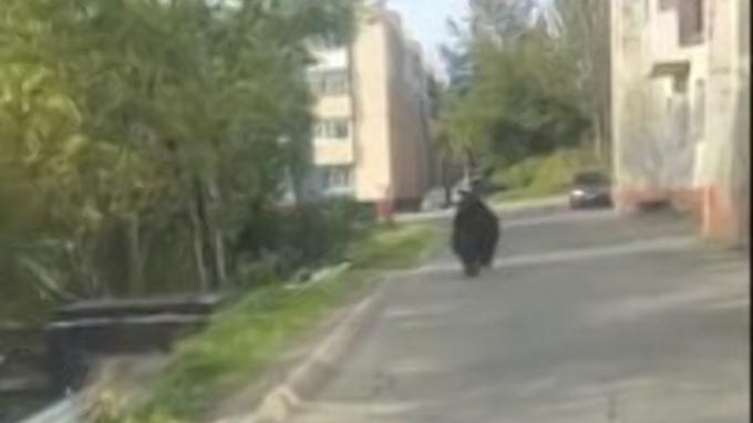 В Петропавловске-Камчатском медведь выбежал к школе и детскому саду 