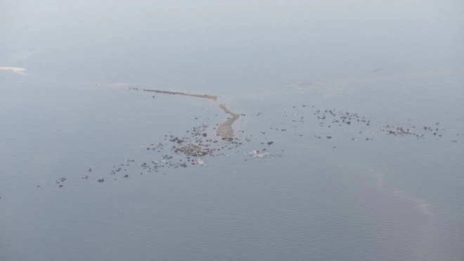 Стало известно, сколько тюленей живет в Финском заливе