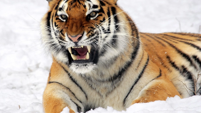 Амурский тигр, доставленный в хоспис под Петербургом,  не сможет вернуться на волю
