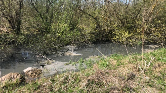 Коммунальщики Гатчинского района обязаны возместить ущерб за загрязнение реки Ижора 