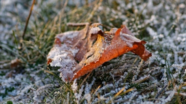 На следующей неделе в Петербурге прогнозируют первые заморозки