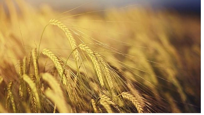 В России в августе увеличились закупочные цены на пшеницу и ячмень