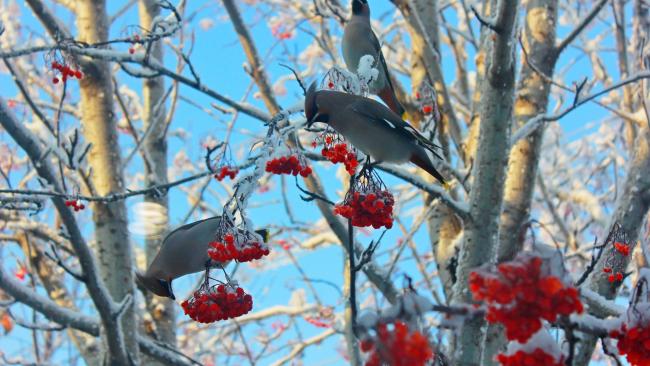 Орнитолог рассказал, какие птицы прилетели зимой в Петербург