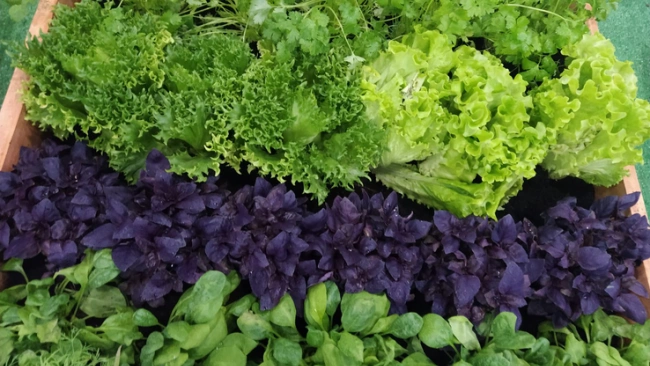 Ленобласть примет крупнейшее производство овощных салатов
