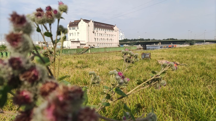 В 2022 году на набережной реки Охты появится сад непрерывного цветения 