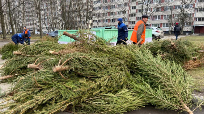 В Петербурге можно сдать на переработку новогодние ели в помощь диким животным