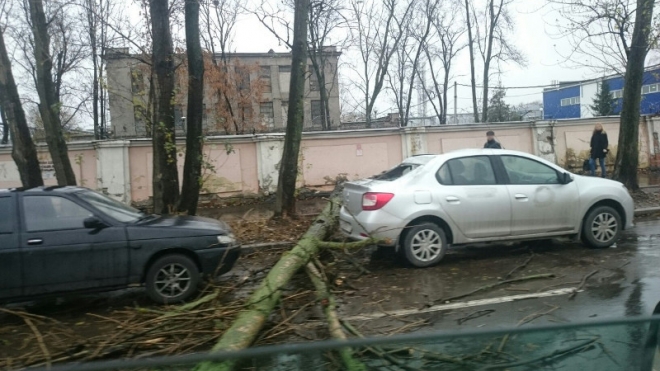 На Салова в Петербурге дерево рухнуло на автомобиль
