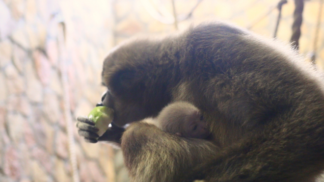 Ленинградский зоопарк показал новорожденную обезьянку