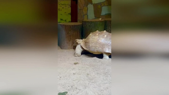 В Ленинградском зоопарке рассказали, зачем черепахи закапываются в песке на ночь