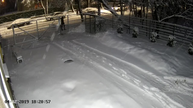 Опубликовано видео падения дерева на мужчину в Пскове