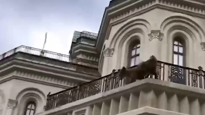 Лиса напугала прихожан Сретенского монастыря в Москве