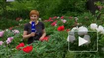 Цветущая экзотика: как живет Ботанический сад на карантине