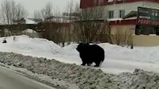 Видео из Нижневартовска: по городу мечется дикий медведь 