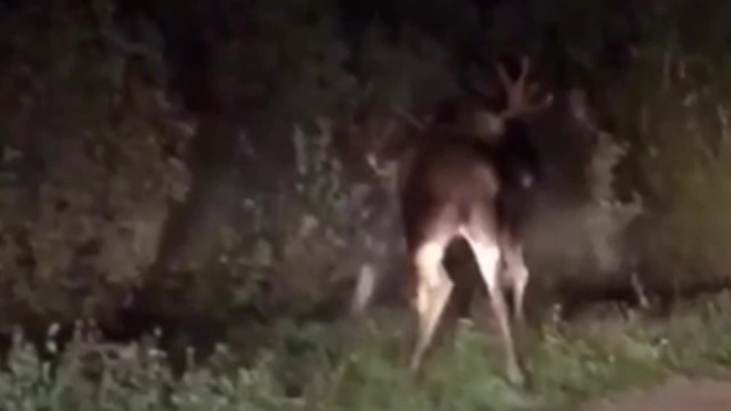  В Подмосковье два лося сошлись в отчаянном поединке и попали на видео