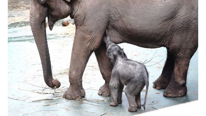 В Московском зоопарке прибавление: Родился слоненок весом 90 кг