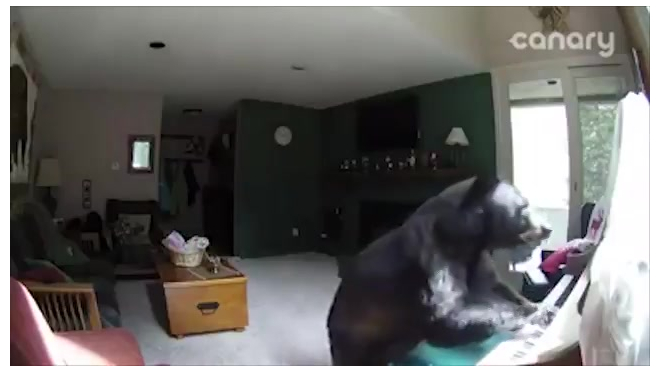 Музыкальное видео из Колорадо: Медведь забрался в дом и поиграл на пианино