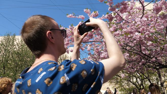 Сакура в Саду дружбы на Литейном проспекте собирает толпы петербуржцев