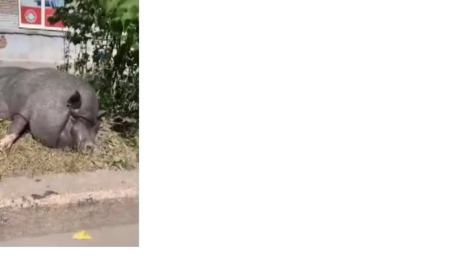 Свинья варя. Свинья варя на васильевском острове. Свинья варя на васильевском острове. Свинья варя на васильевском острове. Свинья варя.