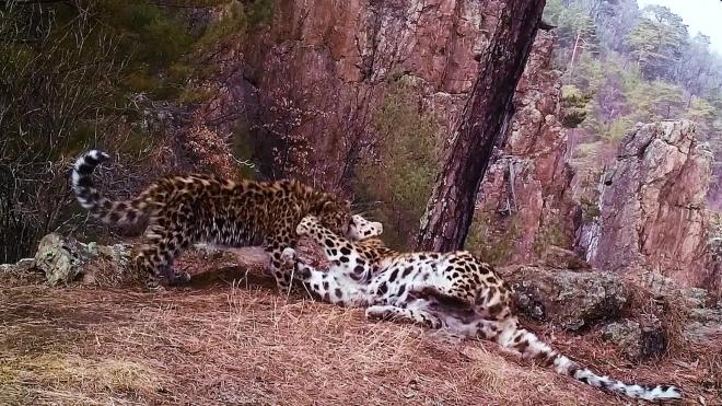 "Объятия" редких леопардов впервые попали на видео в нацпарке Приморья