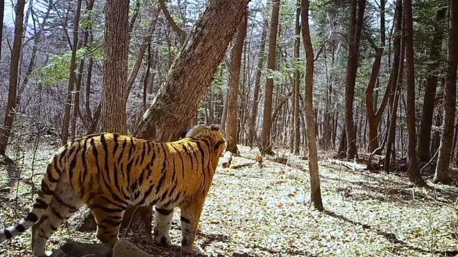Котенок самой знаменитой в мире тигрицы попал на видео