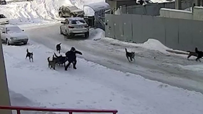 В Уфе стая бездомных собак напала на подростка