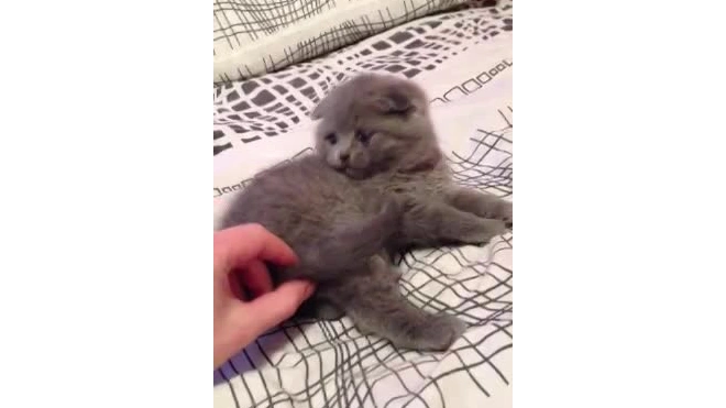 кошак