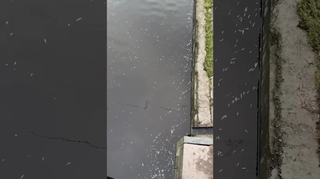 Петербуржцы сняли на видео массовую гибель рыбы в Дудергофском канале